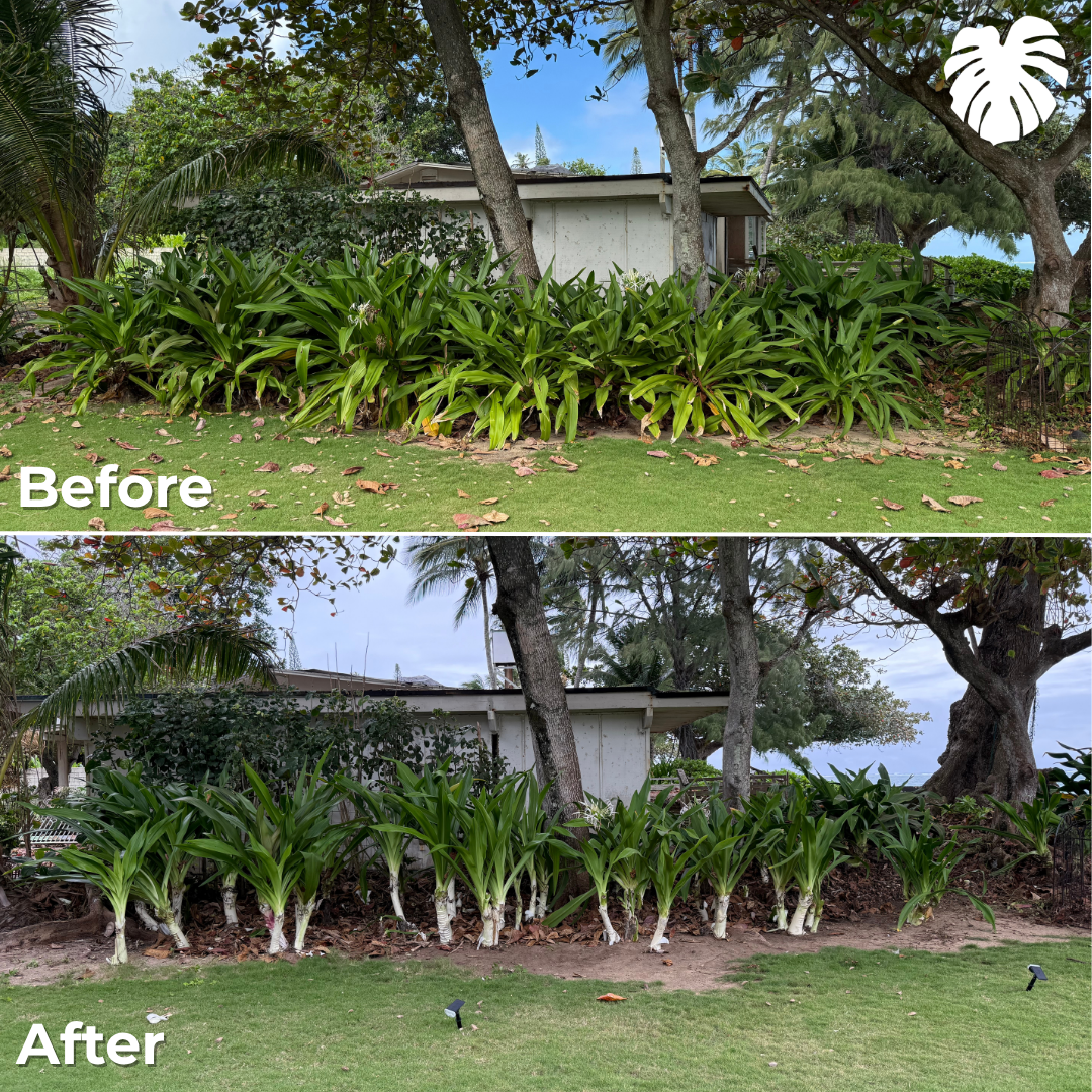 North Shore yard transformation 19