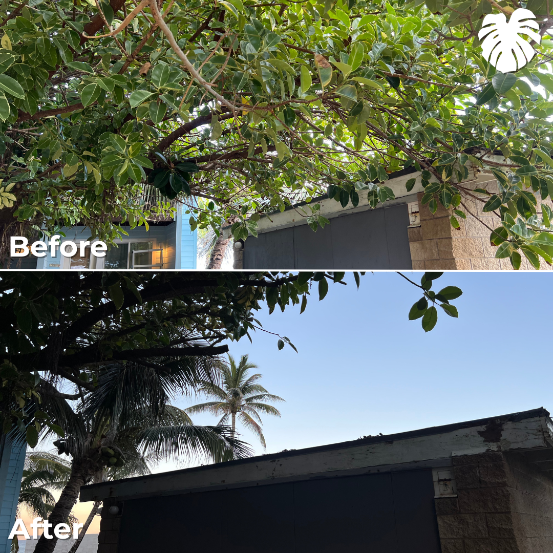 North Shore yard transformation 4