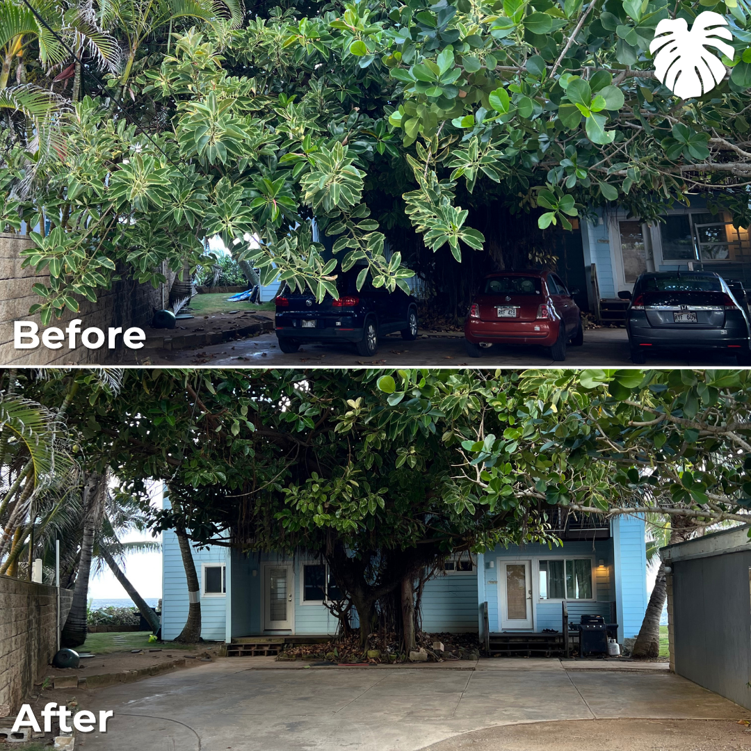 North Shore yard transformation 7